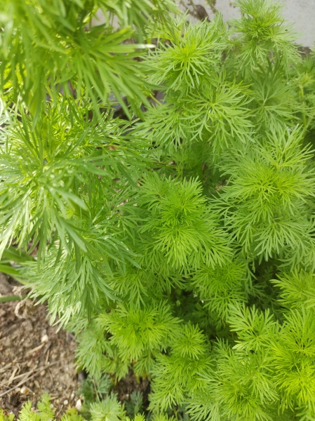 What is this?