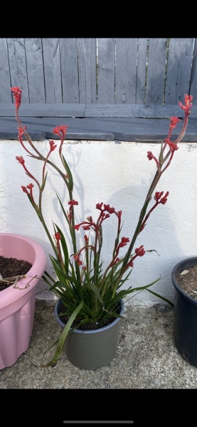 Do you know this plant?