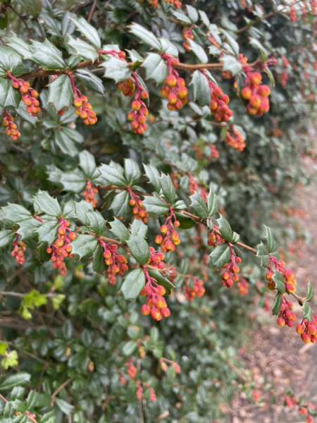 Pieris “Mountain Fire” as a hedge? 