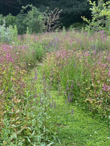 Mini wild flower meadow