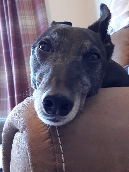 Puppy recommendations 