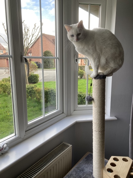 White cats, or any cats, really...