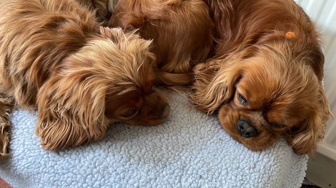 Advice please from spaniel owners