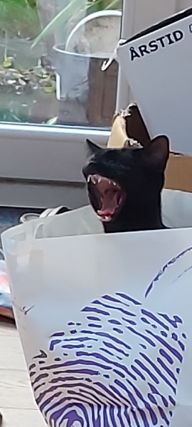 I told my cat a joke and this is how much she enjoyed it ...