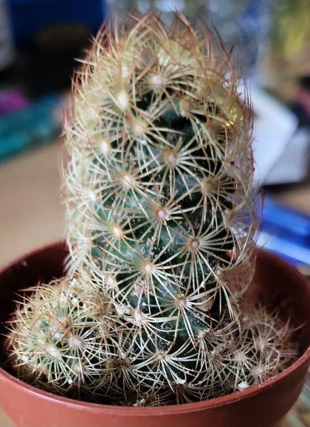 How do I remove sinister Santa outfit from a cactus?