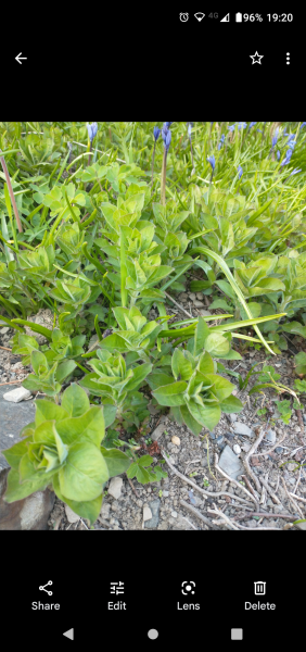 Do you know what these things are? 