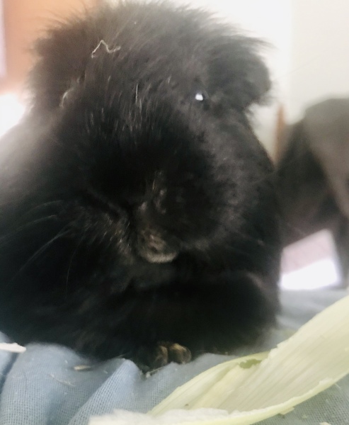 A genuine Guinea pig thread!!! 
