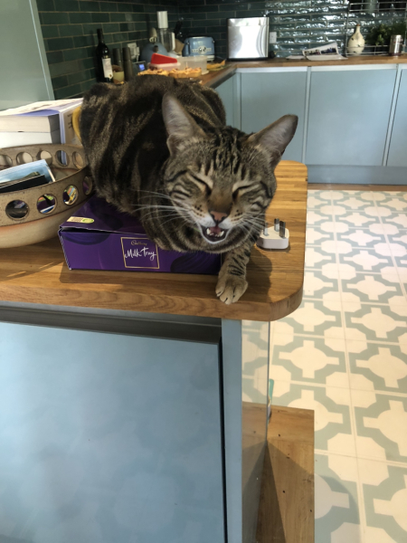 I told my cat a joke and this is how much she enjoyed it ...