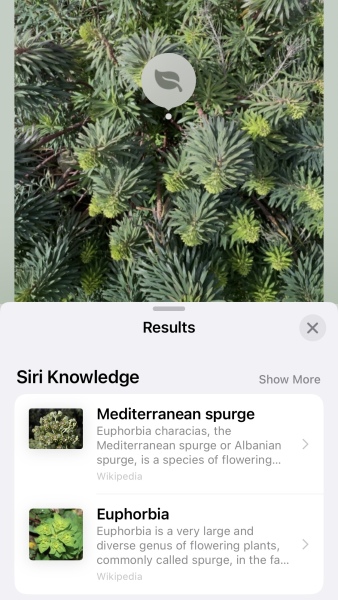 Stupid plant ID question.