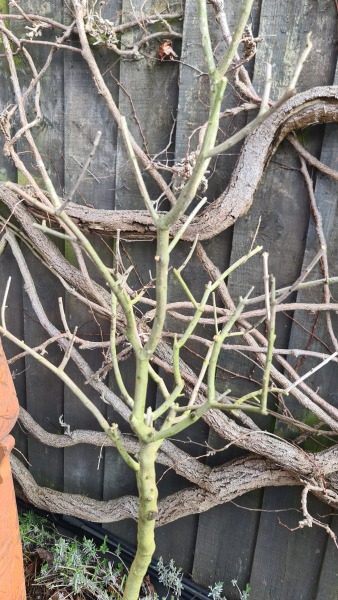 Any hope for my olive trees