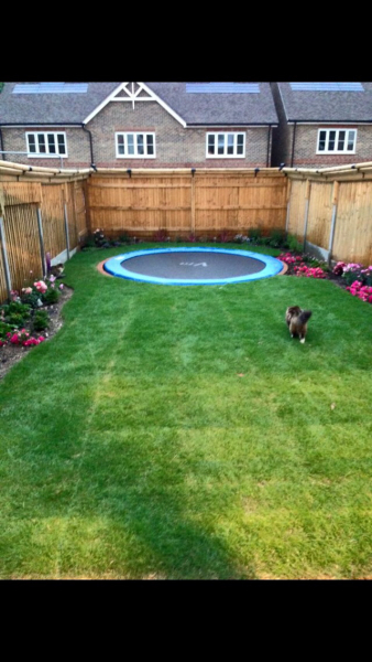 To let my Ragdoll outside?