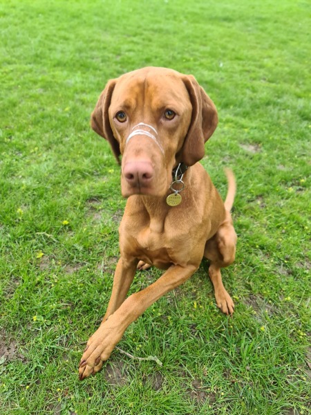 Can we share dog pictures?