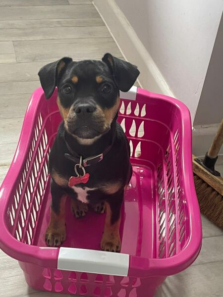 Puppy Survival Thread - as we approach Fireworks night for the first time…