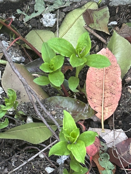 Does anyone know what this might be?