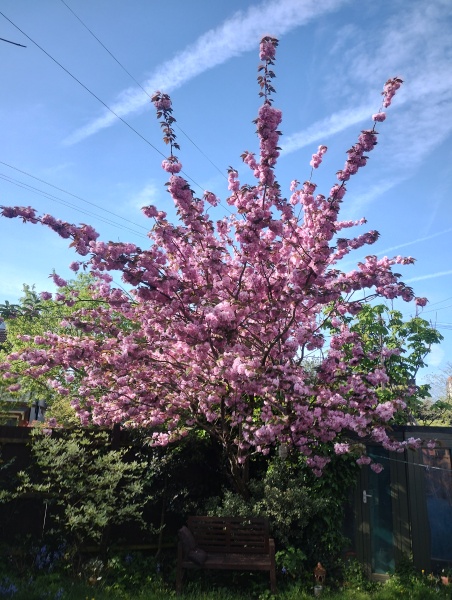 What thing do you love in your garden?