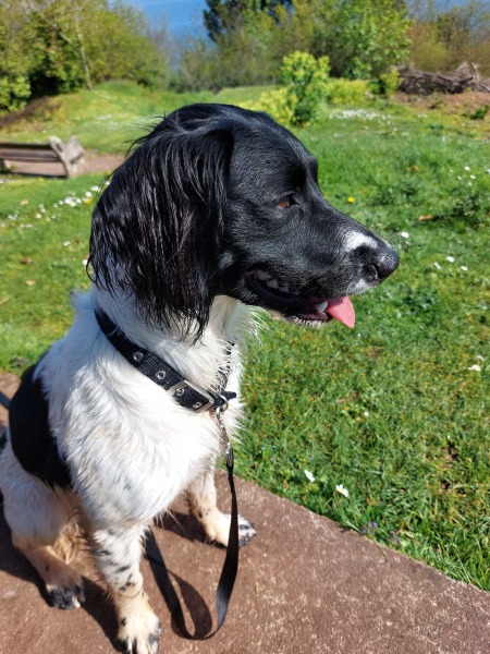 Shock collars have been banned in England