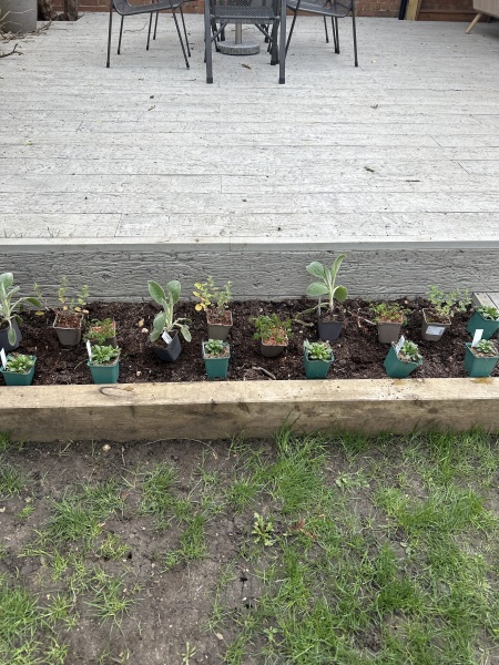 Planting up new beds…. Does this look right?