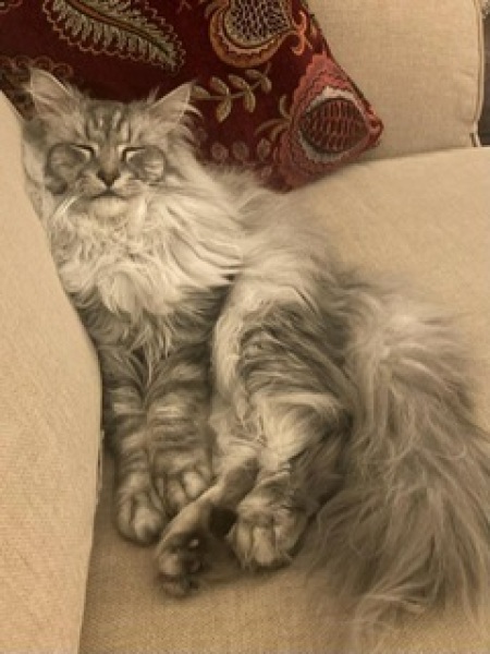 Cat owners: what do I need to know? 