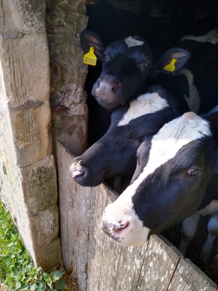 Thread 7 - TalkLair: “In fact it’s an oblate spheroid”