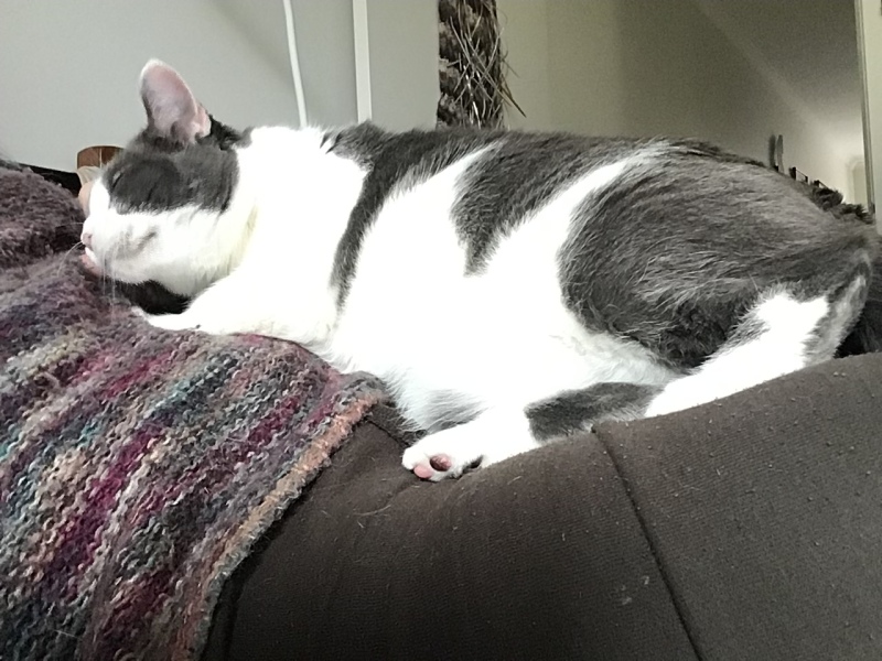 Things we love about cats