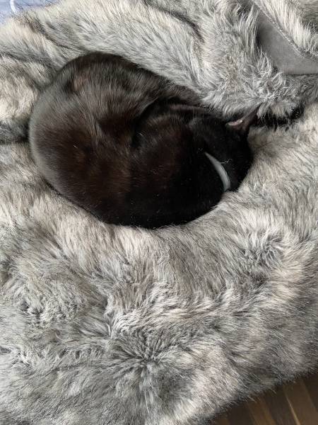 Grieving for my bengal cat