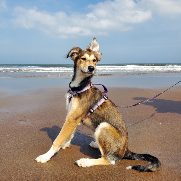 Puppy Survival Thread - as we approach Fireworks night for the first time…