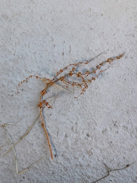 Is this ok to find in hay?