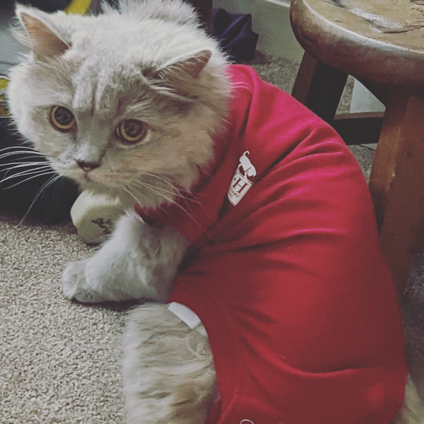 Tell me about your British Shorthair 