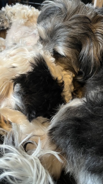 My dog is sprawled across me asleep.  I have needed a wee for over an hour but don’t want to disturb me.  Anyone relate? Pic included! 