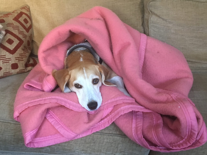 I wish I had never got a dog. 