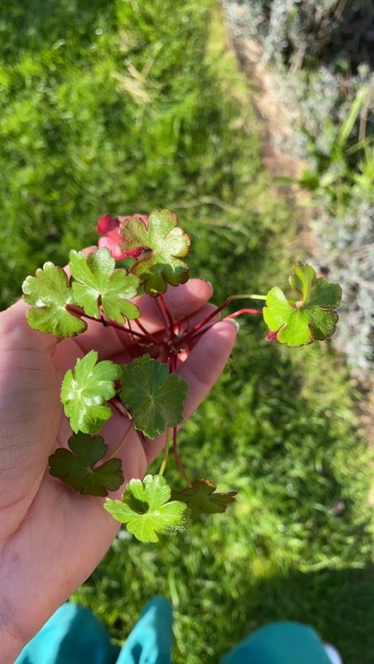 Weed ID please!