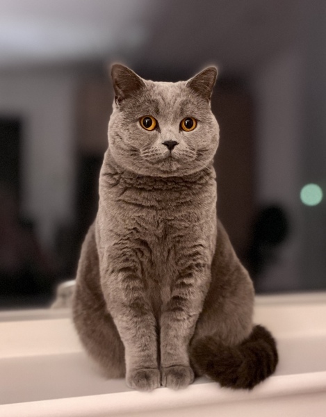 Thread 7 - TalkLair: “In fact it’s an oblate spheroid”