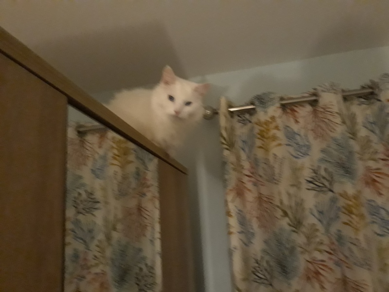 To let my fucking cat take his chances??