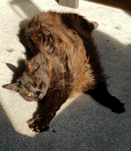 Cats used to be worshiped as Gods...