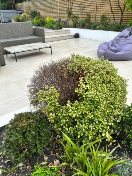 Pittosporum lost all leaves 