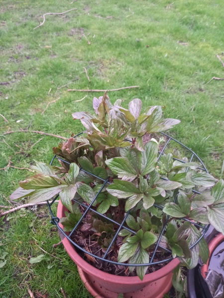Have your peonies sprouted yet?