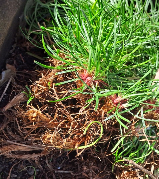 Is this about to die?