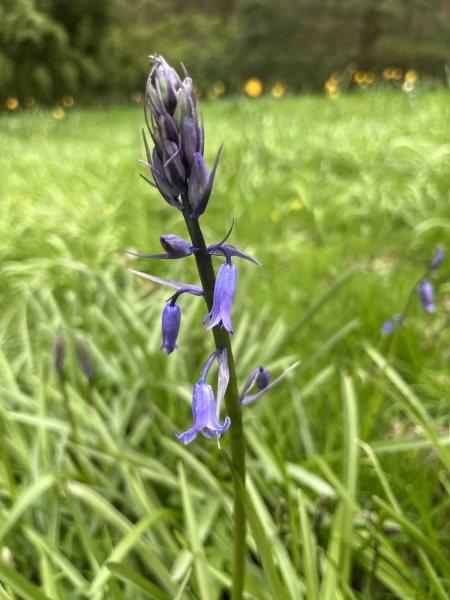 The bane of my life in the garden now