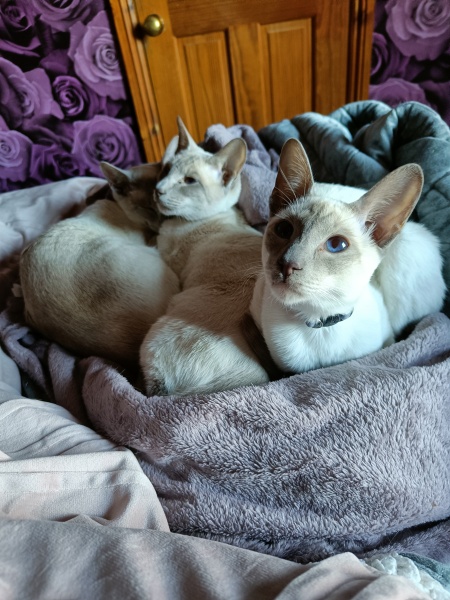 White cats, or any cats, really...