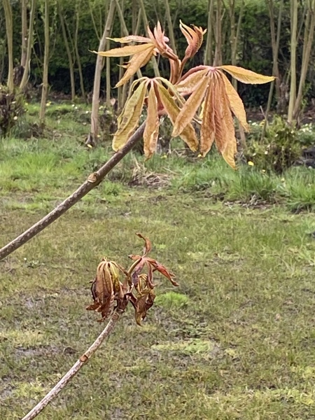 Indian horsechestnut leaves dying?