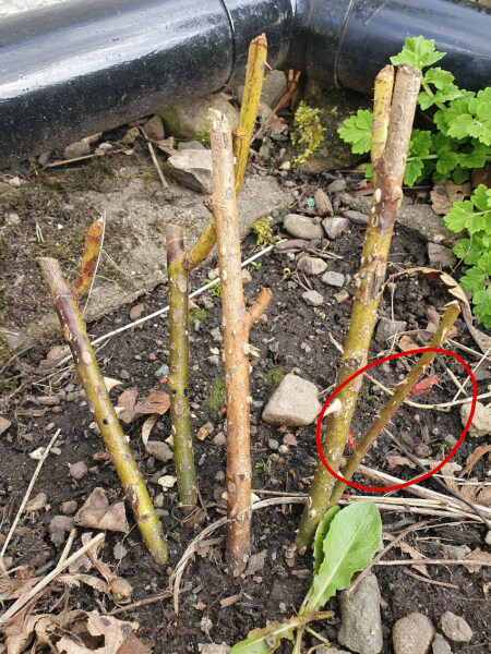 a rose question and a salvia question
