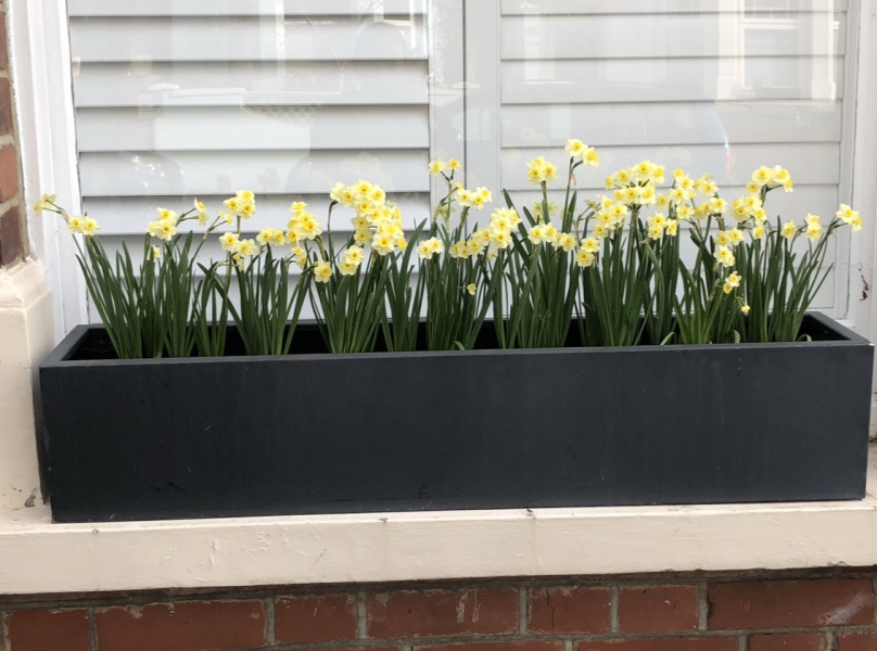What should I plant in my window boxes?