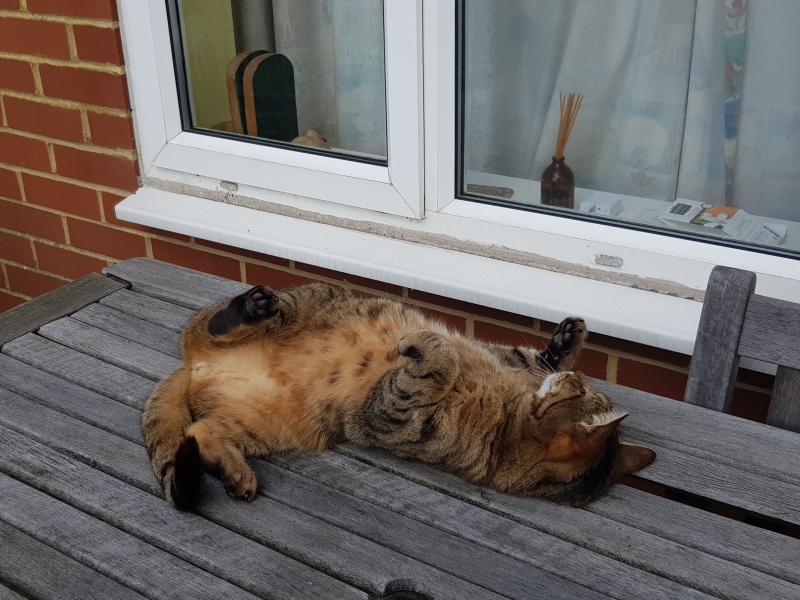 Thug cat part 5 - For he will not do destruction, if he is well-fed, neither will he spit without provocation.
