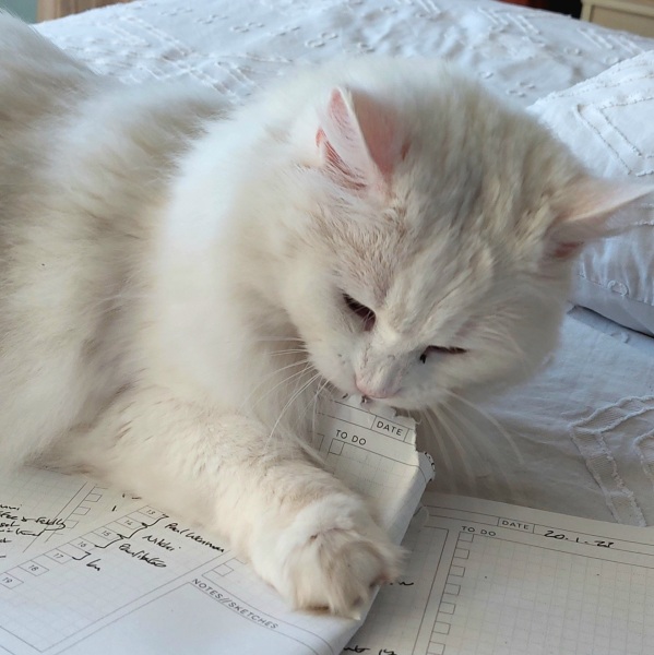 White cats, or any cats, really...