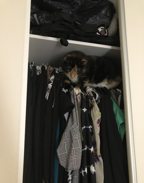 Cat owners: what do I need to know? 