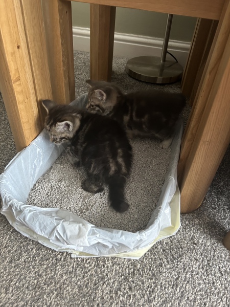 New kittens, need advice!