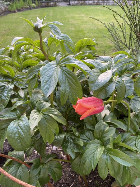 Have your peonies sprouted yet?