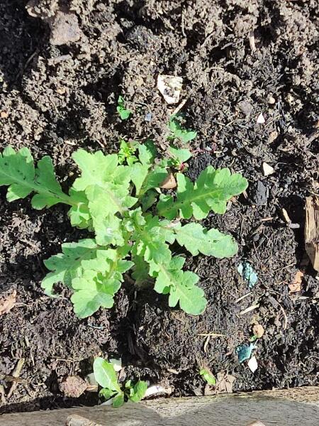 Weed identification