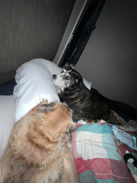 My dog is sprawled across me asleep.  I have needed a wee for over an hour but don’t want to disturb me.  Anyone relate? Pic included! 