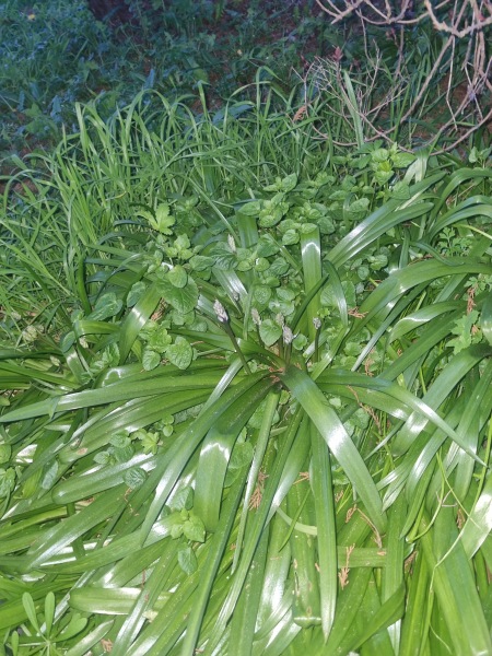Please help me ID this plant